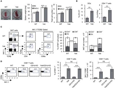 iNKT Cells Suppress Pathogenic NK1.1+CD8+ T Cells in DSS-Induced Colitis